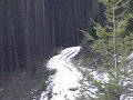#2: The forest road
