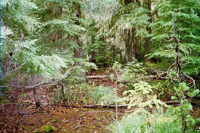 Looking west from confluence