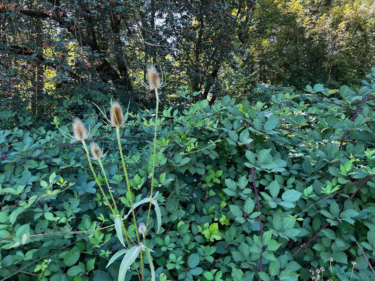 View West.  (The point lies inside this blackberry bush, 14m away.)