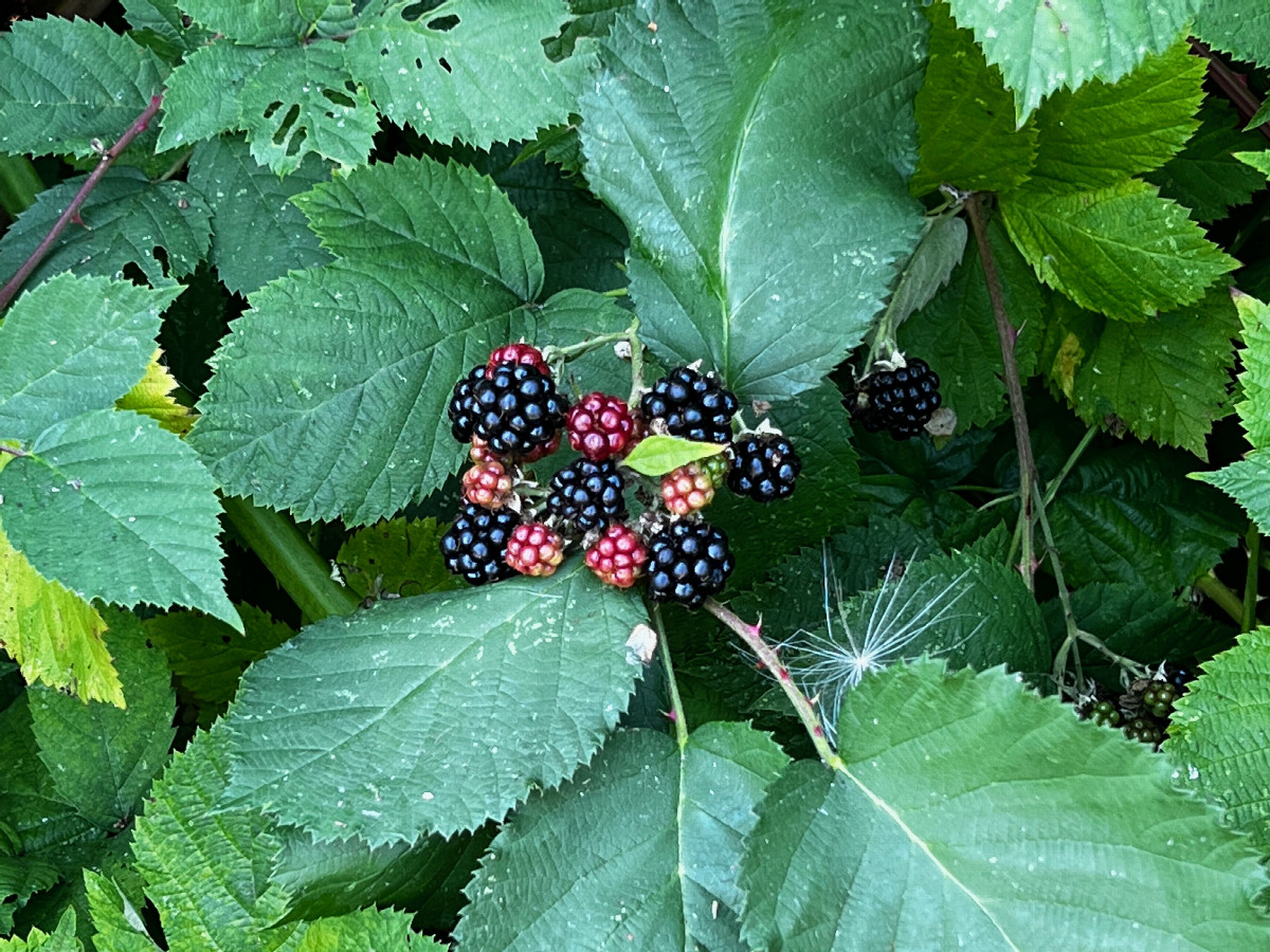 These delicious blackberries are the guardians of this Degree Confluence Point