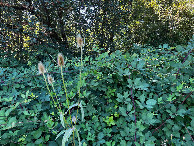 #4: View West.  (The point lies inside this blackberry bush, 14m away.)
