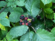 #5: These delicious blackberries are the guardians of this Degree Confluence Point
