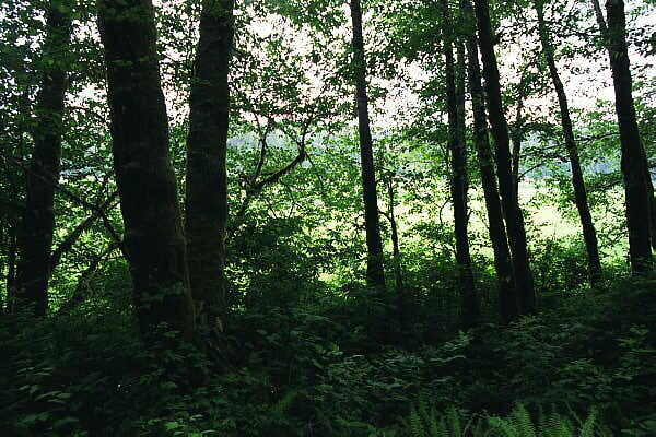 View of the actual confluence (about fifty feet through those trees)