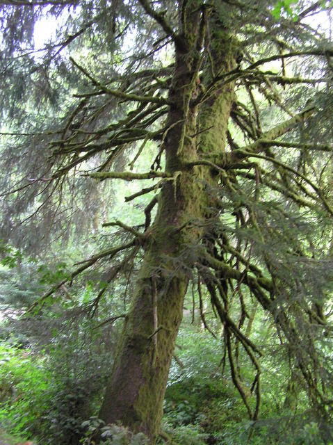 A majestic Douglas Fir, growing near the confluence point