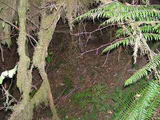 #1: The confluence point is somewhere on this steep, forested bank