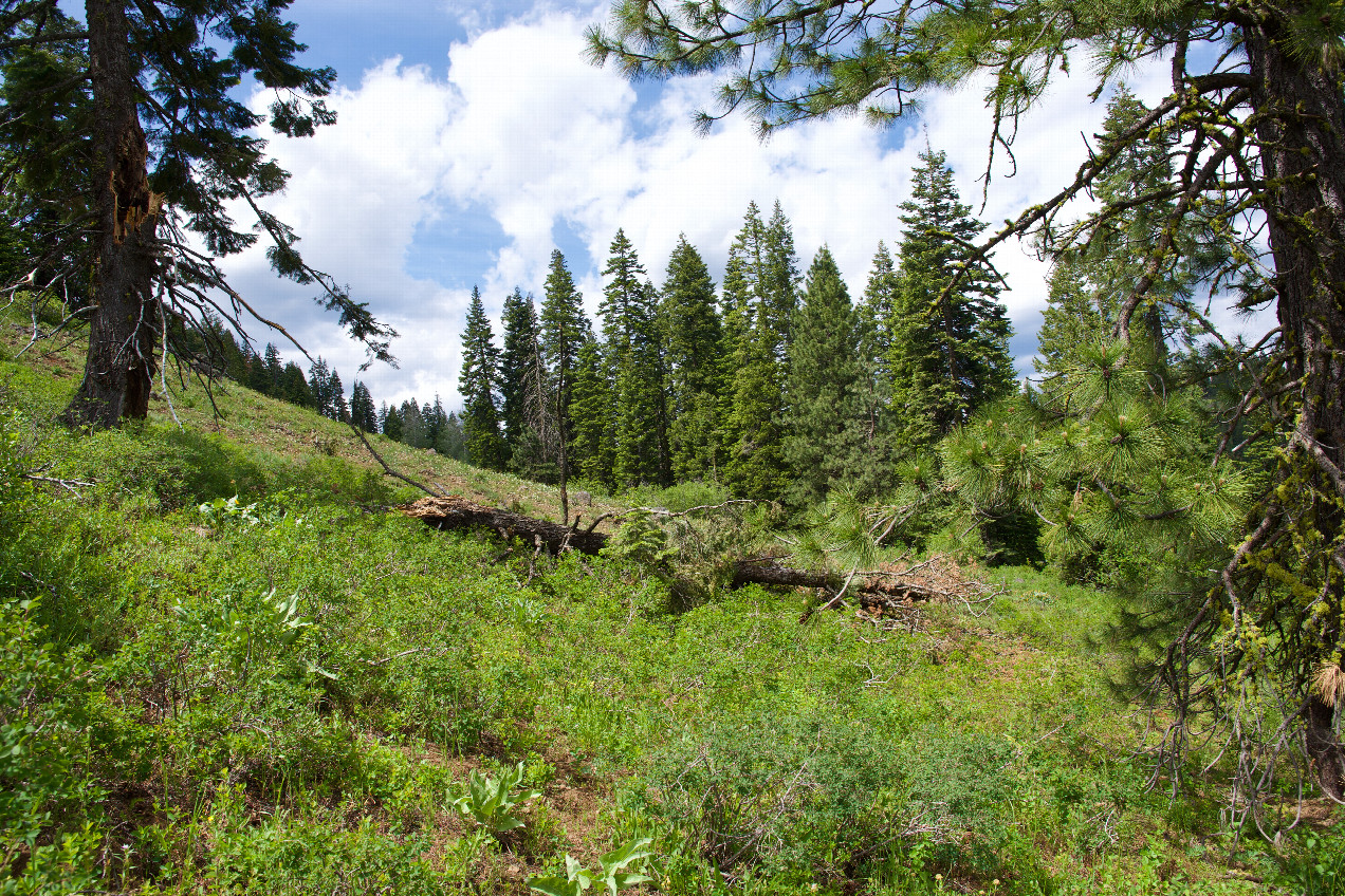 The confluence point lies next to a forest clearing, at an elevation of about 5,200 feet. (This is also a view to the North)