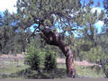 #6: The gnarled pine