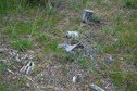 #5: The confluence point lies on a grassy slope, among tree stumps