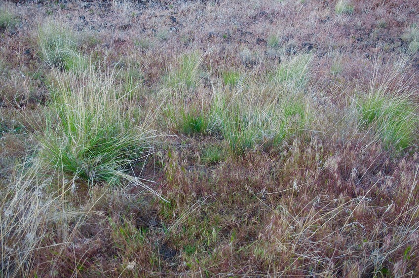 The confluence point lies on a grassy mound (in an otherwise rock-strewn slope)