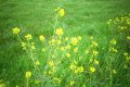 #2: Wildflowers by the interstate