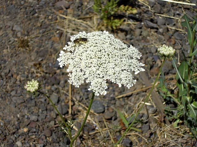 A Flower Among the Weeds