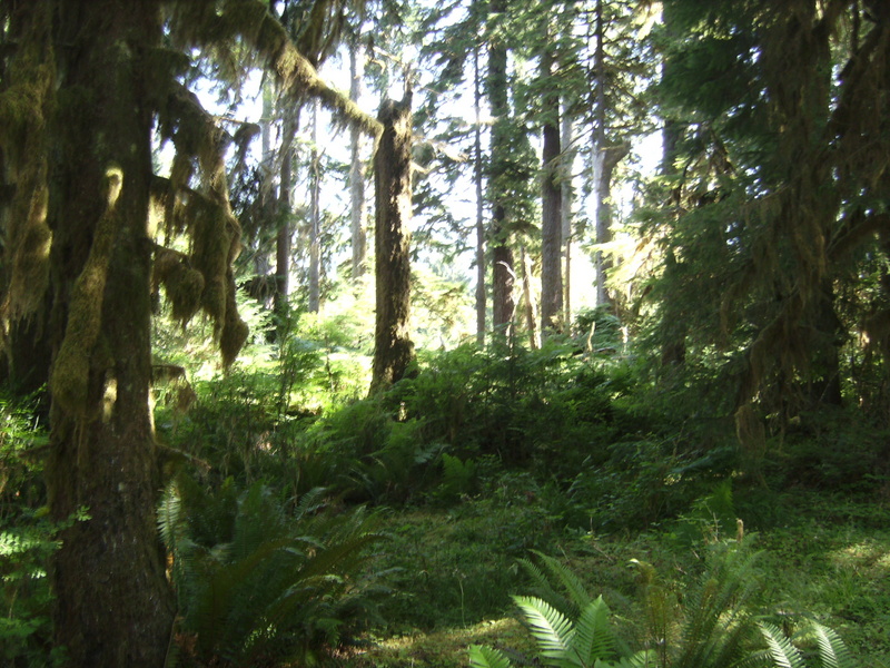 Nationalpark Olympic Mountains.JPG -- Olympic National Park