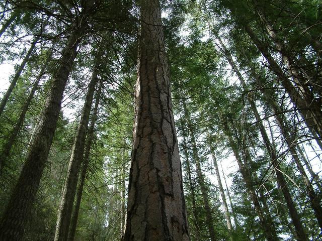 Old growth trees at the confluence