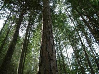 #1: Old growth trees at the confluence