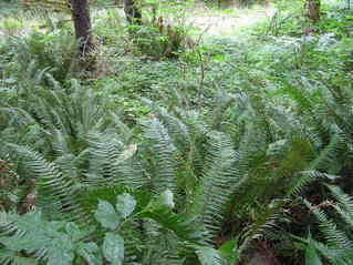 #1: The confluence point lies in a pine forest, next to a rural road