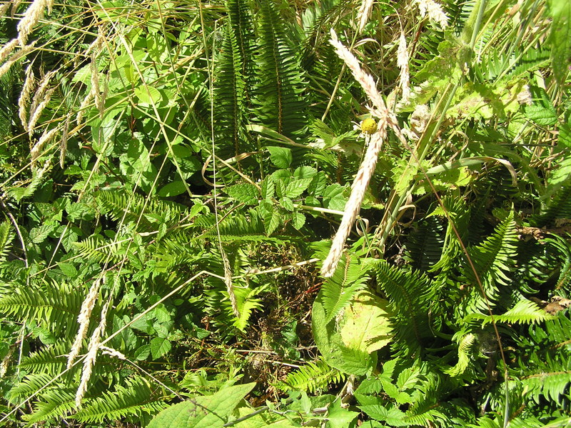 Thorny and dense groundcover at the confluence point.