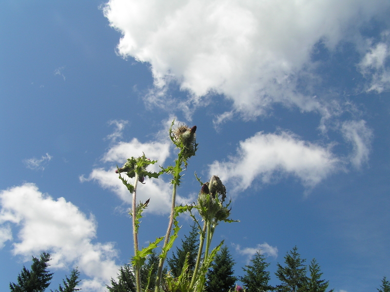 Sky view from the confluence site.