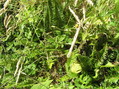 #2: Thorny and dense groundcover at the confluence point.