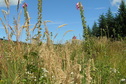 #4: View to the east from the confluence site.