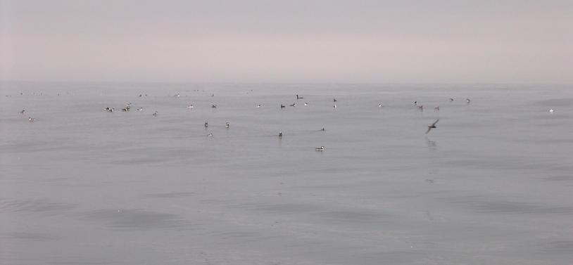 Sea birds near the confluence.  Most are common murres.