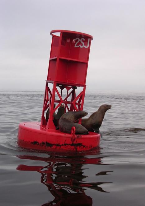Seals resting on Columbia River buoy 2SJ