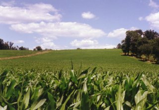 #1: A view of 40N 76W from the side of the cornfield
