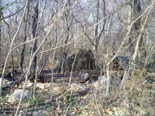 Tree stump in woods