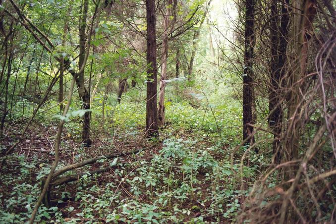 Environment at the confluence.