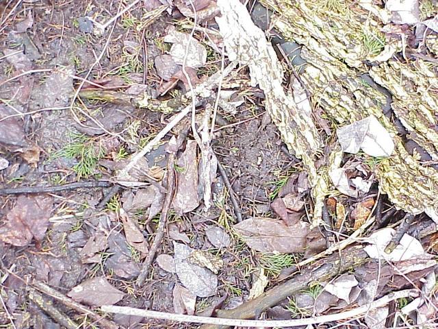 Muddy ground cover at the confluence site.