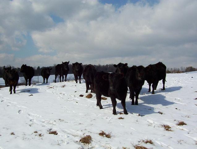 Curious cows gathering around me