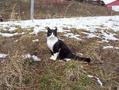 #10: Friendly farm cat