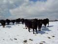 #8: Curious cows gathering around me