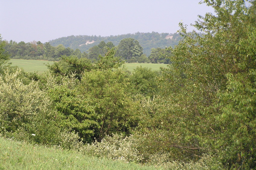 View to the northeast from the confluence.