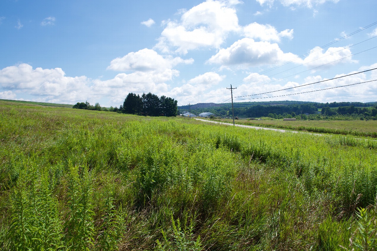The confluence point lies in an overgrown field, just 65 feet North of a road.  (This is also a view to the East.)
