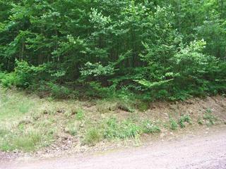 #1: General area of confluence point.  The point is in the bushes.