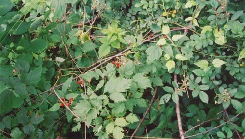 blackberries (almost)!