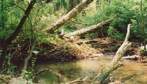 beaver dam