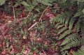 #5: Blueberries in the woods near confluence