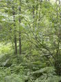 #7: Looking South from Confluence
