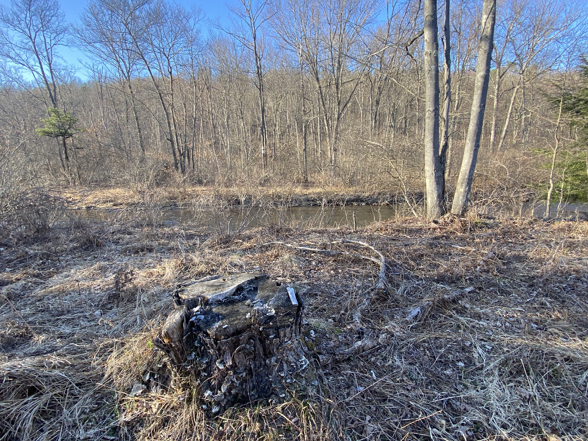 The confluence stump and the area of the confluence in the background.