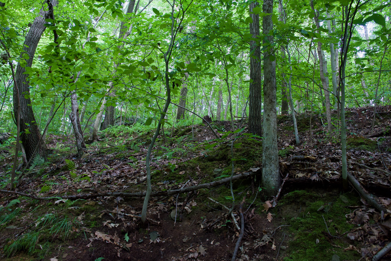 The confluence point lies in a forest, on a steep slope.  (This is also a view to the East, up the slope.)