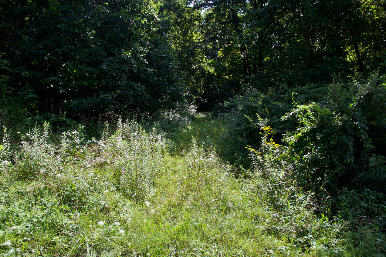 The entrance to the old road cut that leads to the point (0.27 miles away)