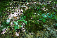 #5: Ground cover at the confluence point