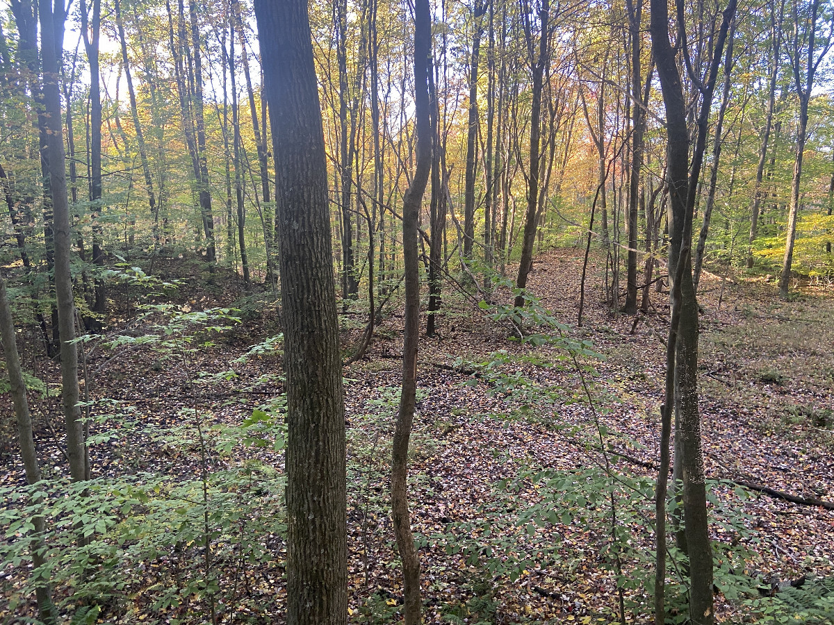 View to the north from the confluence point.  