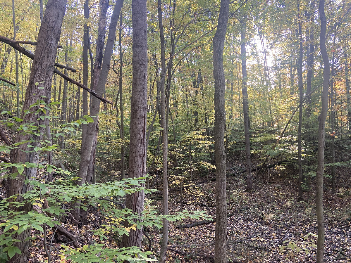 View to the west from the confluence point. 