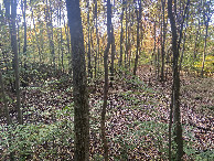 #2: View to the north from the confluence point.  