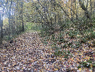 #8: Leaf strewn faint trail near the confluence point. 