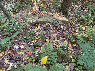 #9: Ground cover at the confluence point. 