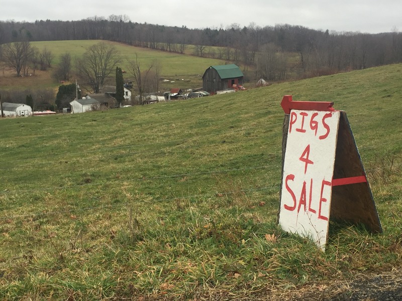 Pigs for sale about 1 kilometer west of the confluence point.