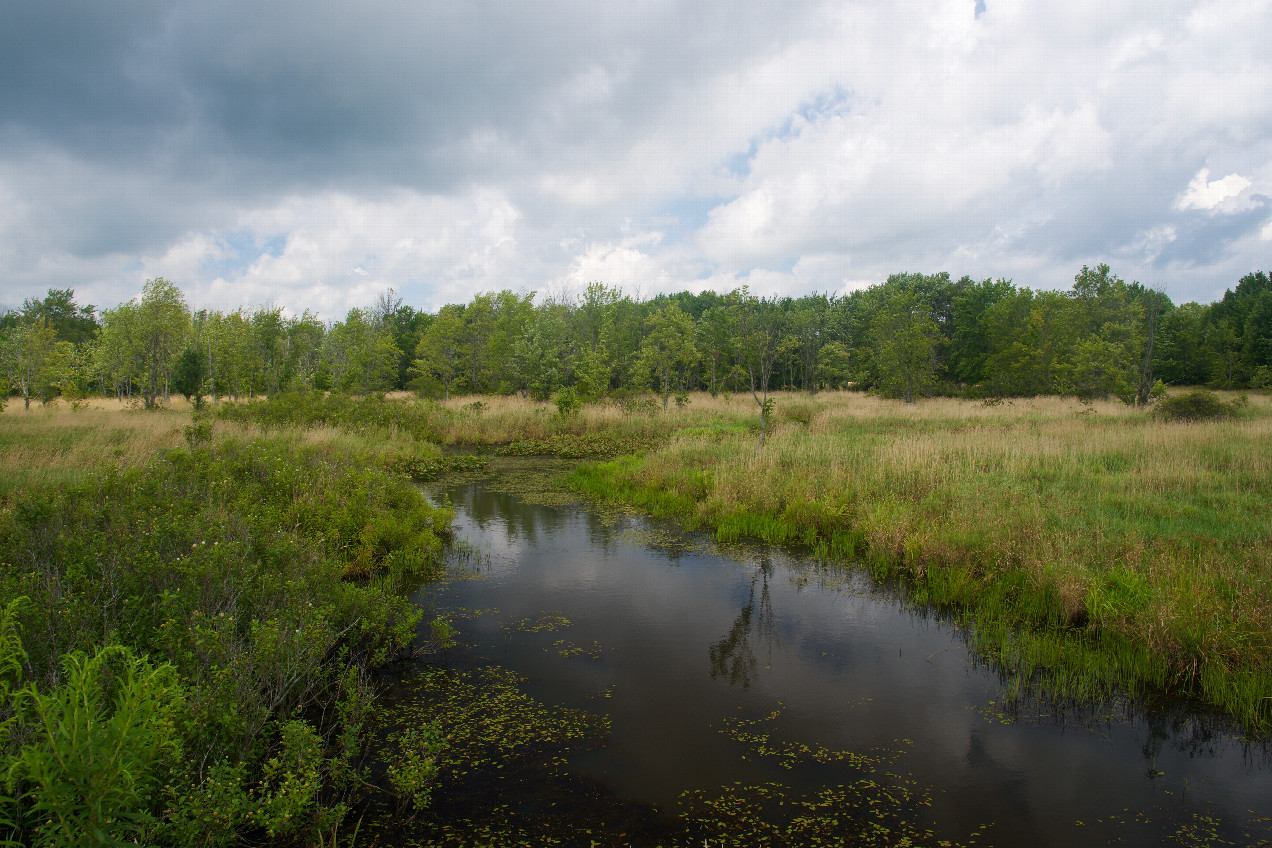 The confluence point lies in a swampy creek.  (This is also a view to the North, from 104m away)